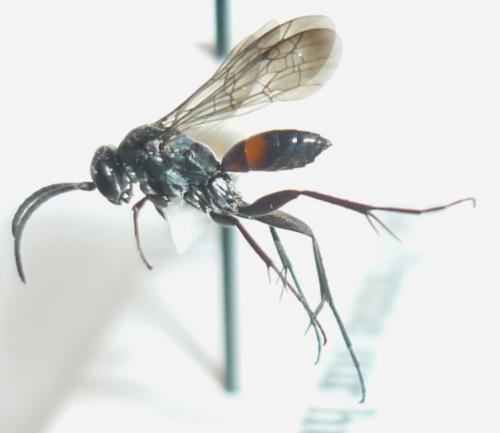 Agenioideus usurarius