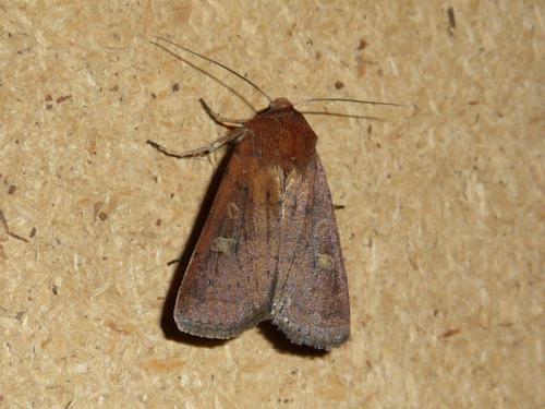 Xestia xanthographa