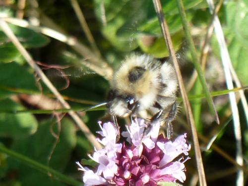 Bombus pascuorum