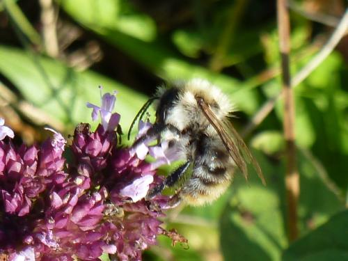 Bombus pascuorum