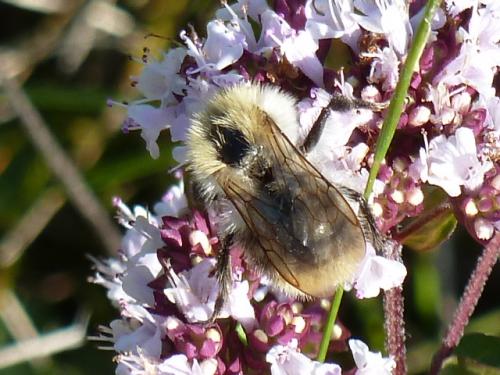 Bombus pascuorum