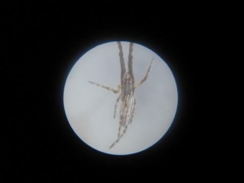 Uloborus walckenaerius