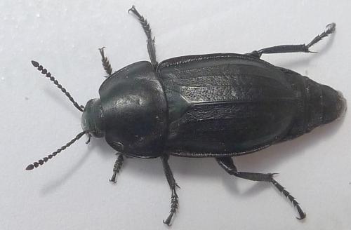 Silpha tyrolensis