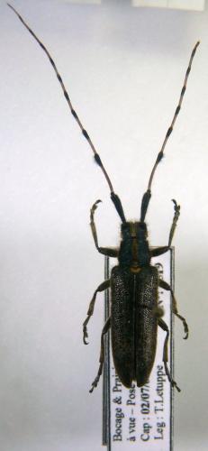 Réf. 78 541 : Agapanthia dahli