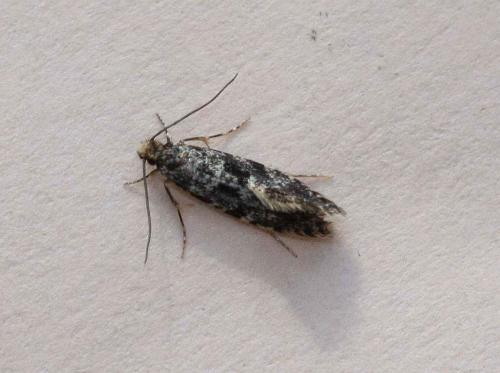 Réf. 78 868 : Nemapogon sp.