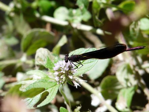 Calopteryx haemorrhoidalis