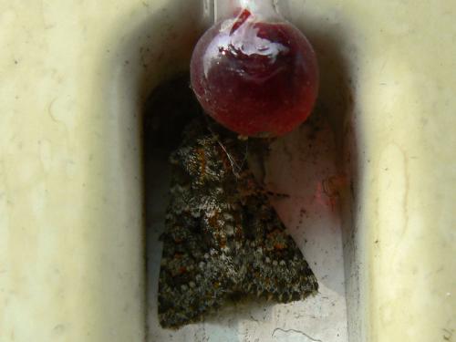 Hecatera dysodea