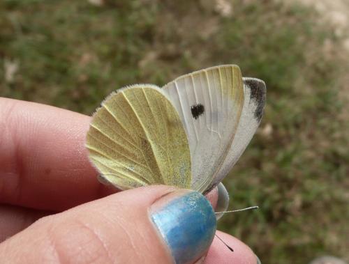 Réf. 78 172 : Pieris rapae