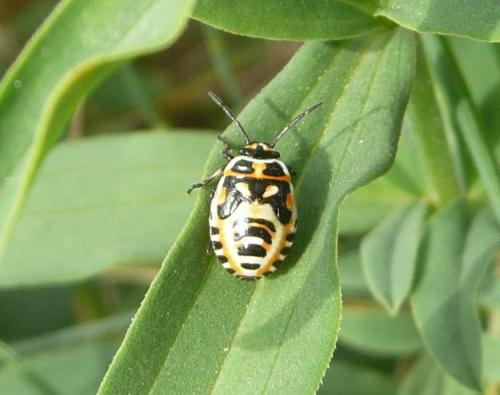 Eurydema ornata