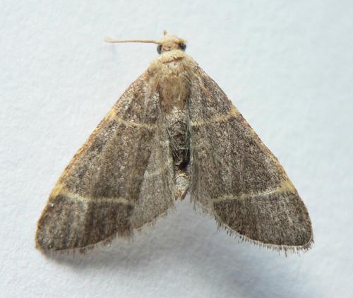 Hypsopygia glaucinalis