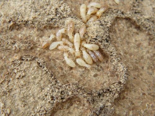 Reticulitermes sp.