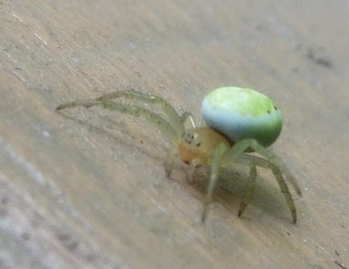 Araniella sp.