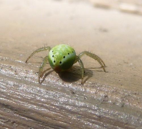Araniella sp.