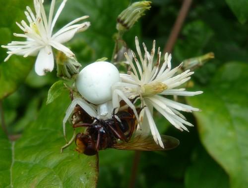 Misumena vatia