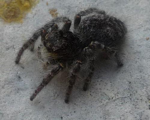 Philaeus chrysops