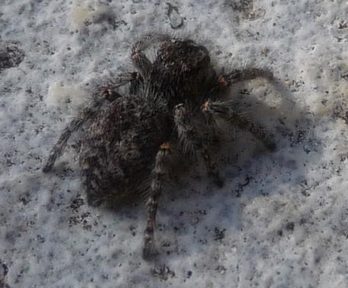 Philaeus chrysops