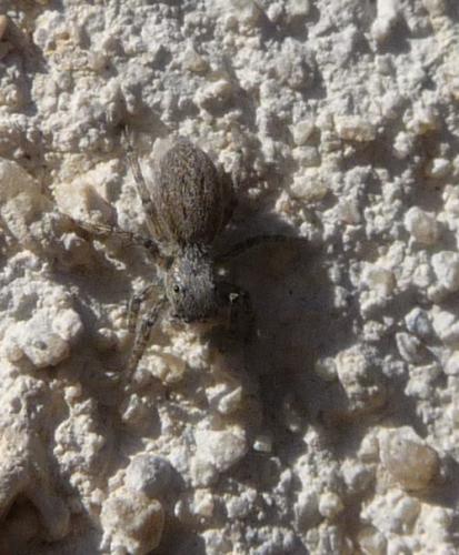 Réf. 78 438 : Menemerus sp.