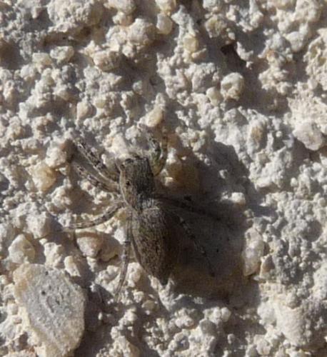 Réf. 78 439 : Menemerus sp.