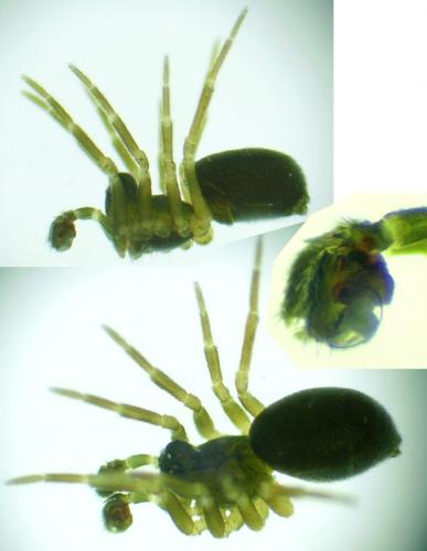 Trichopterna cito