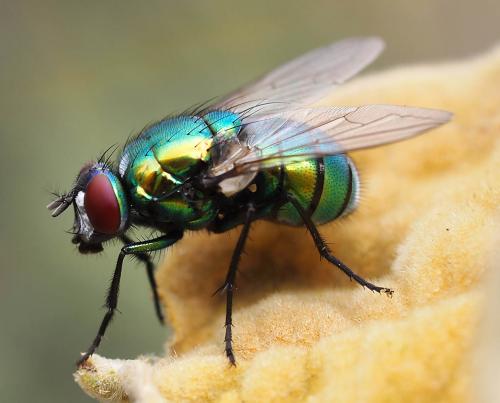Neomyia albigena