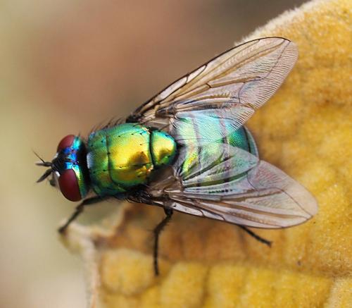 Neomyia albigena