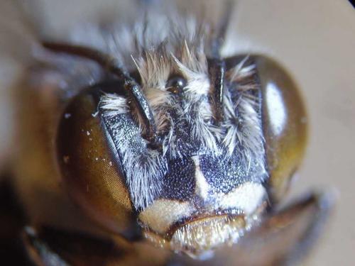 Réf. 78 942 : Anthophora bimaculata