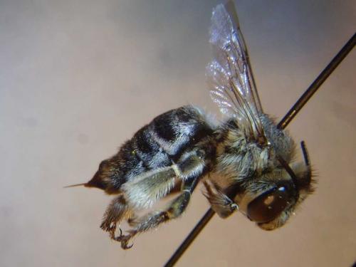Réf. 78 903 : Anthophora bimaculata