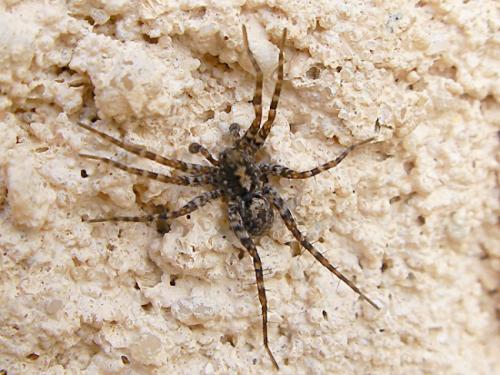 Pardosa sp.