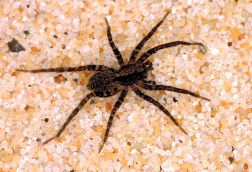 Xerolycosa sp.