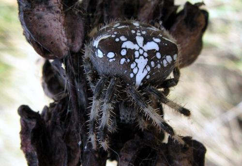 Araneus pallidus