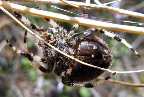 Réf. 78 183 : Araneus pallidus
