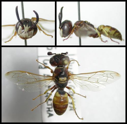 Réf. 78 241 : Philanthus triangulum