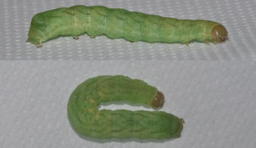 Phlogophora meticulosa