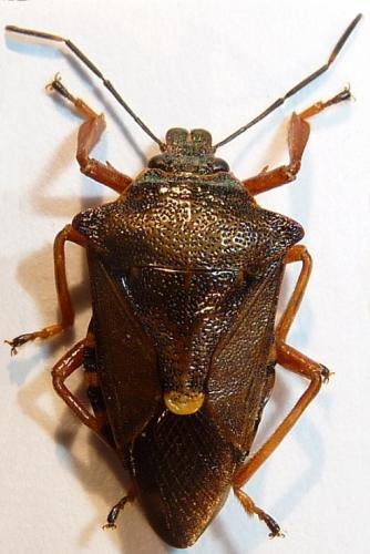 Pinthaeus sanguinipes