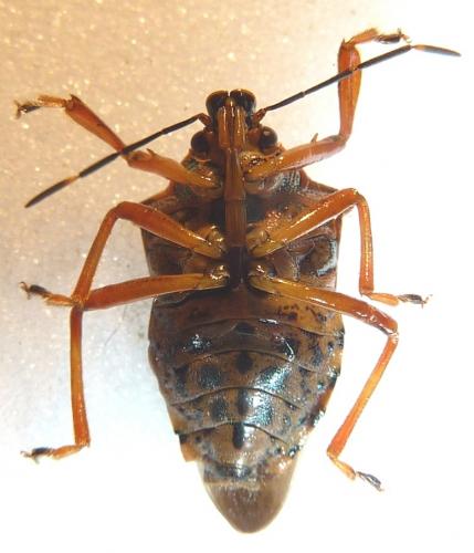 Pinthaeus sanguinipes