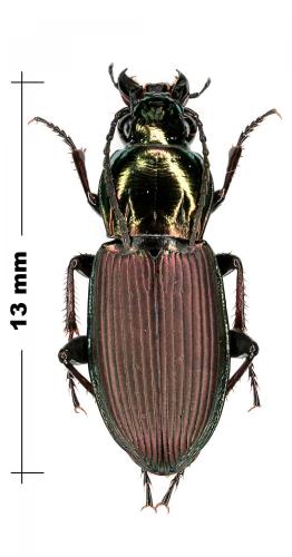 Réf. 78 587 : Poecilus sp.