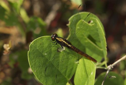 Réf. 78 002 : Erythemis peruviana