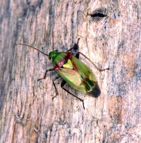 Lygus maritimus