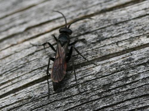 Evagetes sp.