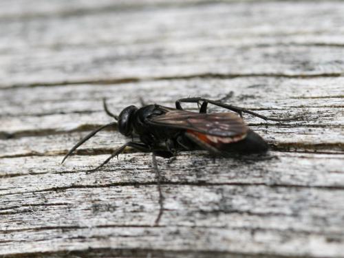 Evagetes sp.