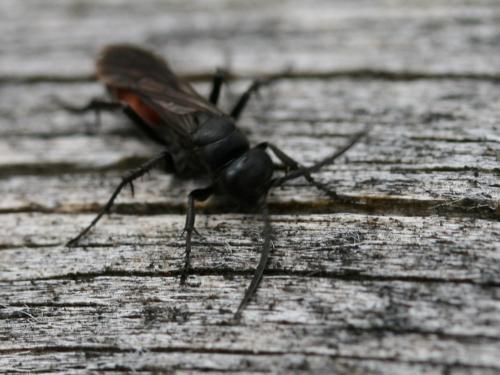 Evagetes sp.