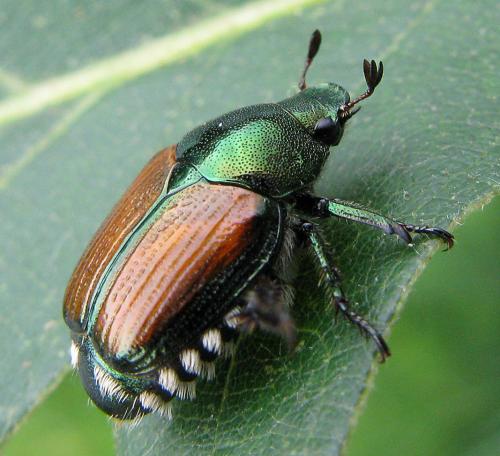 Japanese beetle