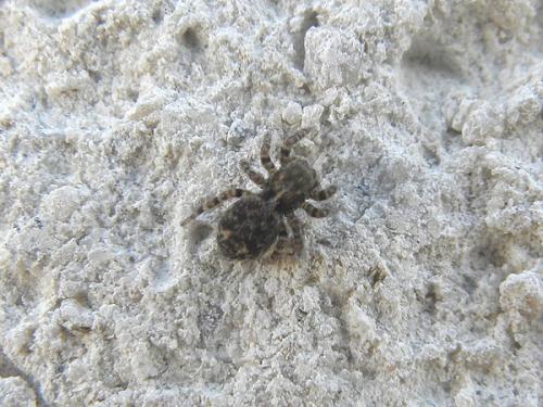 Pseudeuophrys erratica