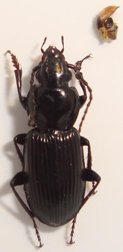 Réf. 78 963 : Pterostichus sp.