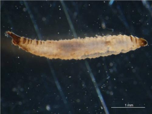 Psychoda sp.