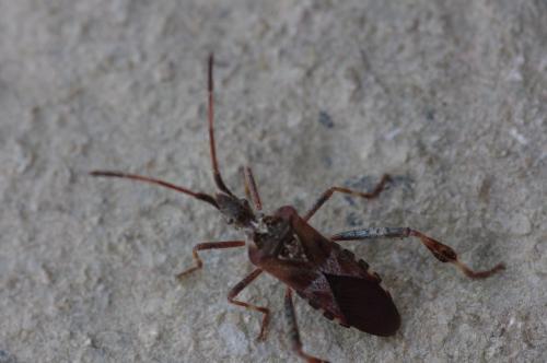 Leptoglossus occidentalis