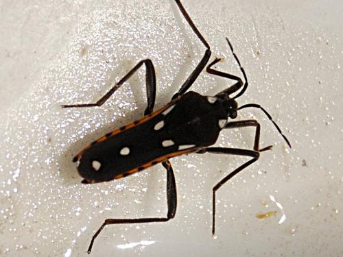 Velia sp.