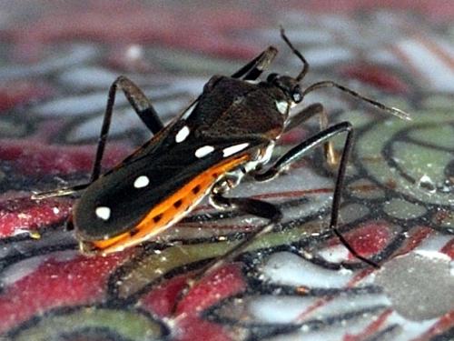 Réf. 78 279 : Velia sp.