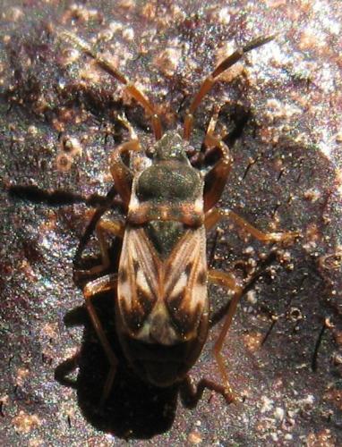 Réf. 78 374 : Scolopostethus sp.
