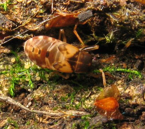 Réf. 78 398 : Scolopostethus sp.
